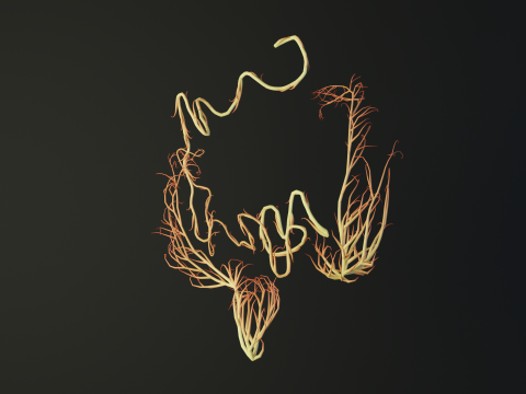 Human intestines made out of lines Unrolling growing animation 3D Model