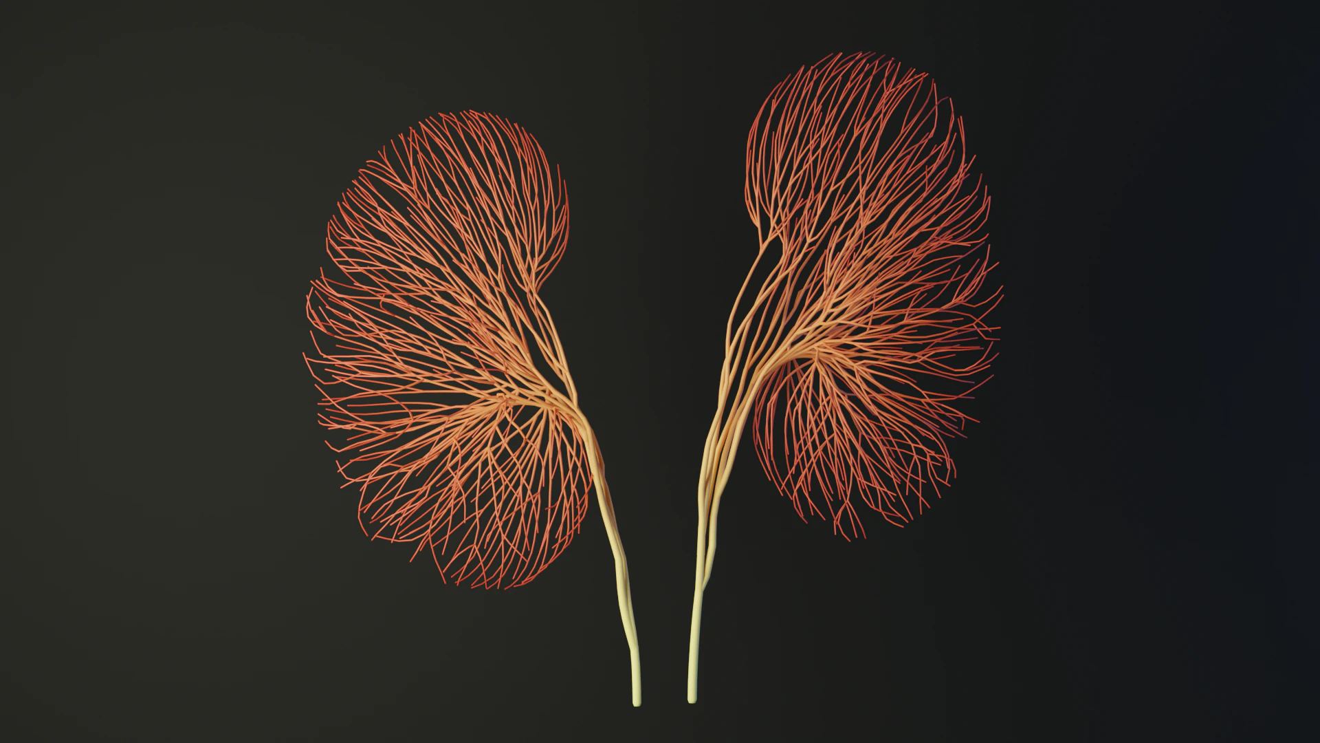 Human kidney made out of lines Unrolling growing animation 3D Model .c4d .max .obj .3ds .fbx .stl .blend 