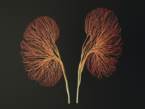 Human kidney made out of lines Unrolling growing animation 3Dモデル