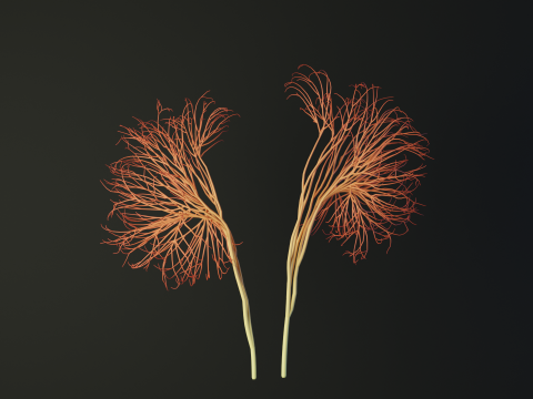 Human kidney made out of lines Unrolling growing animation 3D-Modell