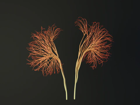 Human kidney made out of lines Unrolling growing animation 3D Model