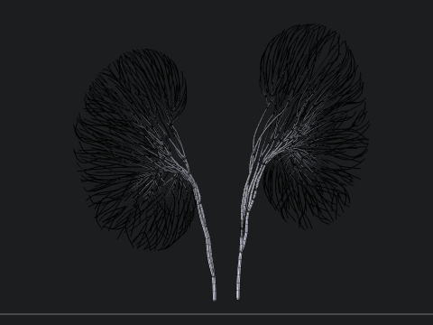 Human kidney made out of lines Unrolling growing animation 3D-Modell