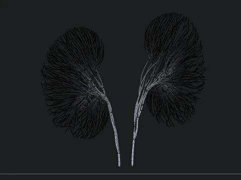 Human kidney made out of lines Unrolling growing animation 3D Model