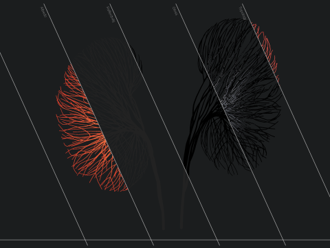 Human kidney made out of lines Unrolling growing animation 3D-Modell