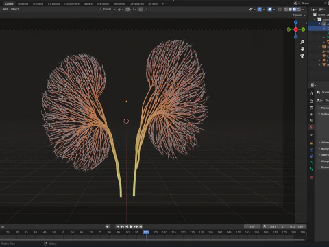 Human kidney made out of lines Unrolling growing animation 3D Model