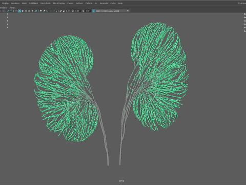 Human kidney made out of lines Unrolling growing animation 3D Model