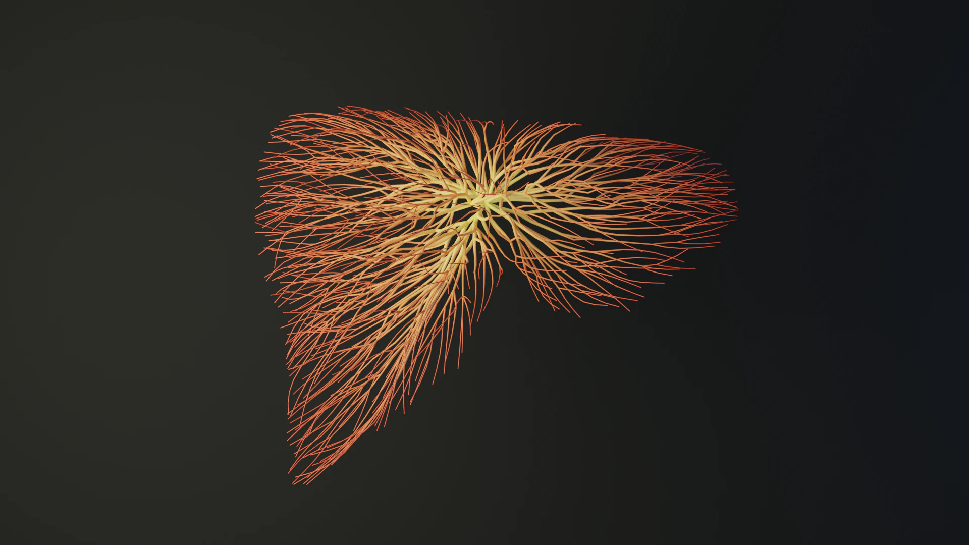 Human liver made out of lines Unrolling growing animation 3D Model .c4d .max .obj .3ds .fbx .stl .blend 