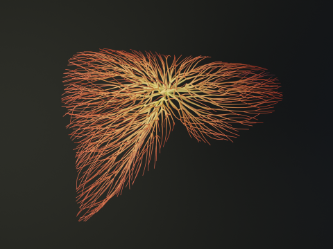 Human liver made out of lines Unrolling growing animation 3Dモデル