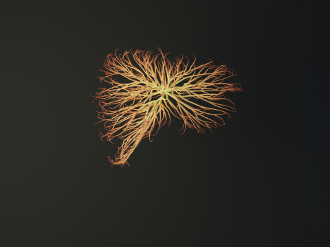 Human liver made out of lines Unrolling growing animation 3D Model