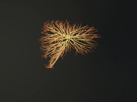 Human liver made out of lines Unrolling growing animation 3D Model