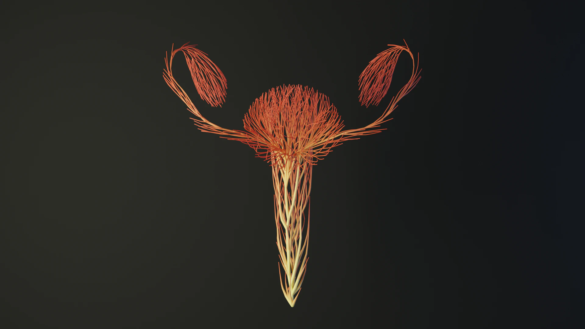 Human Uterus Reproductive Female System made out of lines Unrolling growing animation 3D Model .c4d .max .obj .3ds .fbx .stl .blend