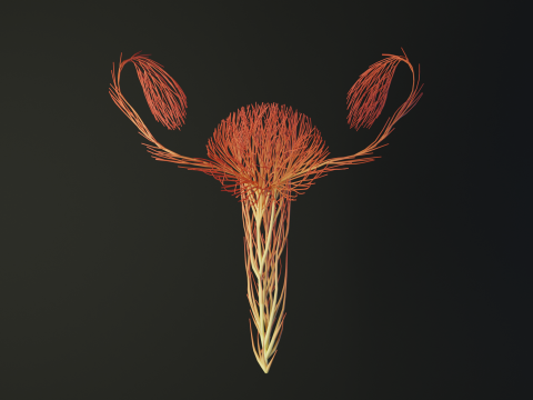 Human Uterus Reproductive Female System made out of lines Unrolling growing animation 3Dモデル