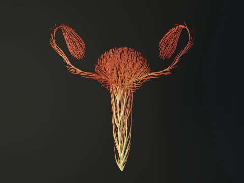 Human Uterus Reproductive Female System made out of lines Unrolling growing animation 3D Model