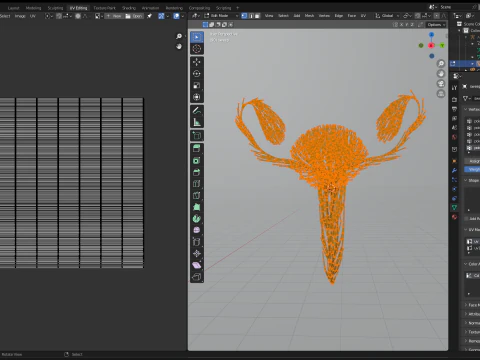Human Uterus Reproductive Female System made out of lines Unrolling growing animation 3D Model