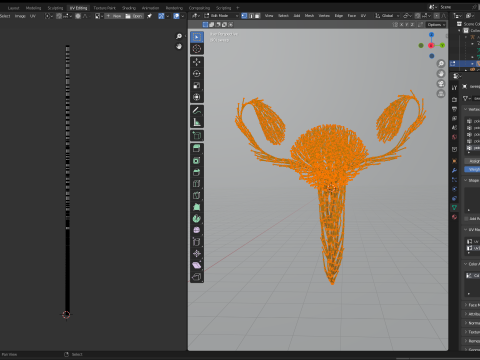 Human Uterus Reproductive Female System made out of lines Unrolling growing animation 3Dモデル