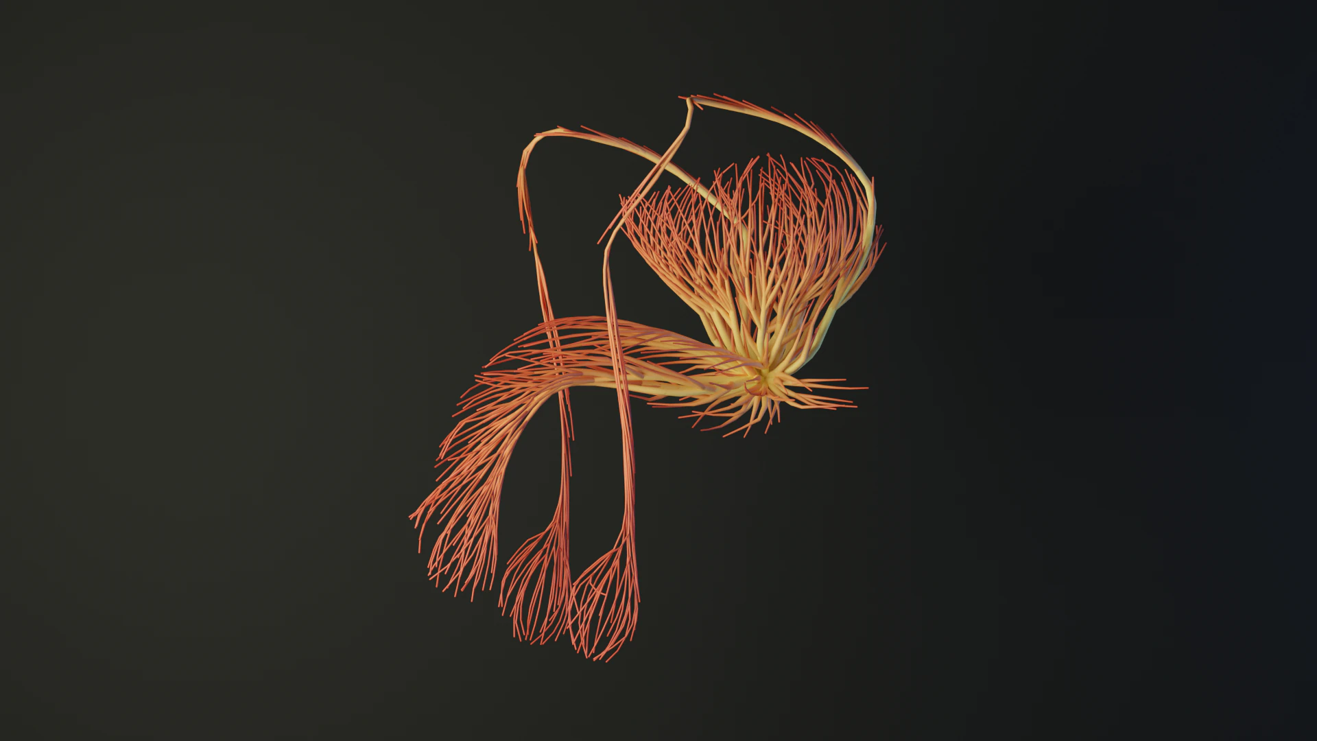 Human Tescticles Reproductive Male System made out of lines Unrolling growing animation 3D Model .c4d .max .obj .3ds .fbx .stl .blend 