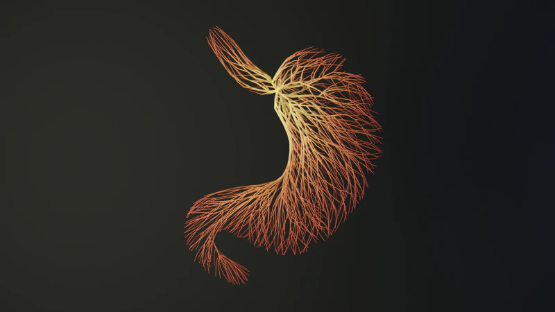 線でできた人間のお腹 展開アニメーション 3Dモデル .c4d .max .obj .3ds .fbx .stl .blend