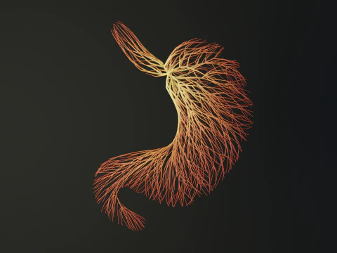 線でできた人間のお腹 展開アニメーション 3Dモデル