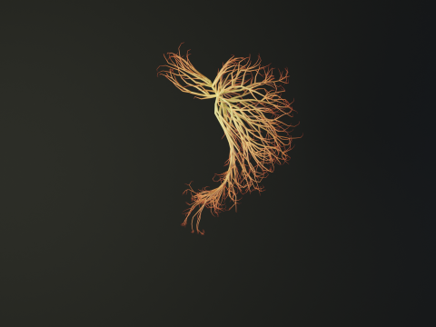 Human stomach made out of lines Unrolling growing animation 3Dモデル