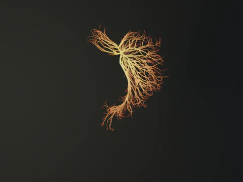 線でできた人間のお腹 展開アニメーション 3Dモデル