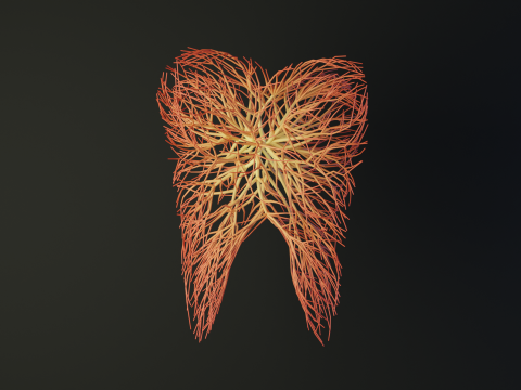 Human tooth made out of lines Unrolling growing animation 3Dモデル