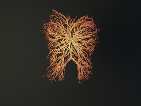 Human tooth made out of lines Unrolling growing animation 3Dモデル