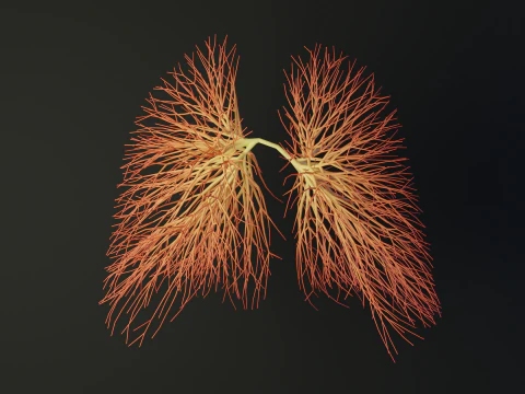 線でできた人間の肺 展開する成長アニメーション 3Dモデル