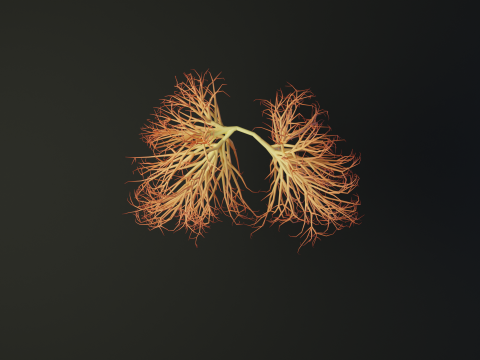 Human lungs made out of lines Unrolling growing animation 3D Model