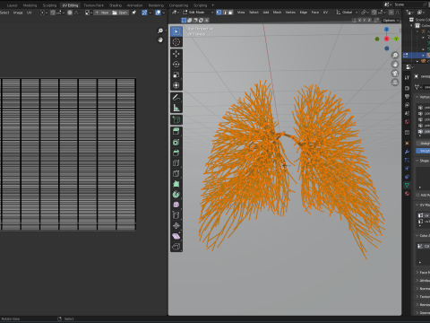 Human lungs made out of lines Unrolling growing animation 3D Model