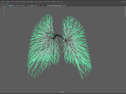 Human lungs made out of lines Unrolling growing animation 3D Model