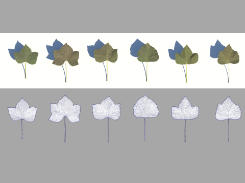 Ivy leaves subdivision highpoly model 3Dモデル