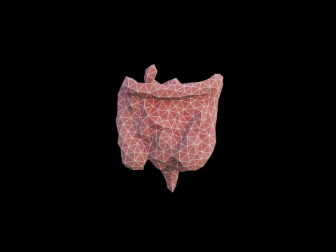 Origami human intestines unfolding growing animation 3D Model