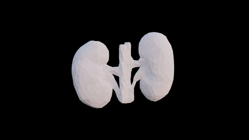 Origami human kidney unfolding growing animation 3D-Modell .c4d .max .obj .3ds .fbx .stl .blend