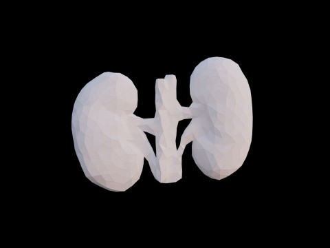 Origami human kidney unfolding growing animation 3D Model
