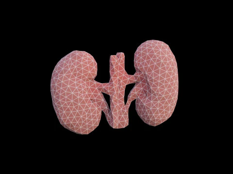 Origami human kidney unfolding growing animation 3D Model