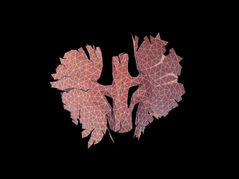 Origami human kidney unfolding growing animation 3D-Modell