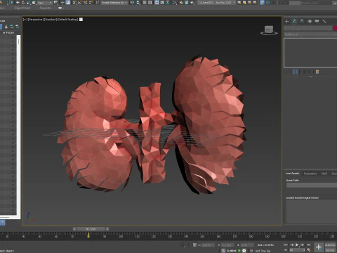 Origami human kidney unfolding growing animation 3D Model