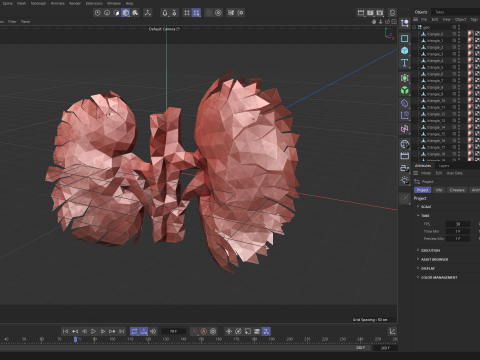 Origami human kidney unfolding growing animation 3D-Modell