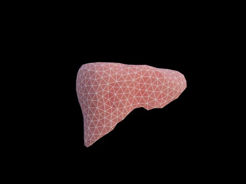 Origami human liver unfolding growing animation 3D Model