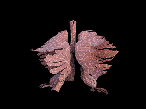 Origami human lungs unfolding growing animation 3D Model