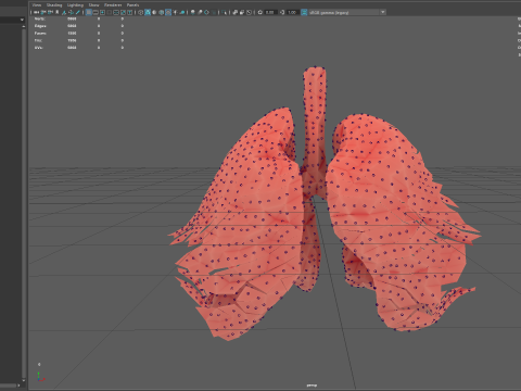 Origami human lungs unfolding growing animation 3D Model
