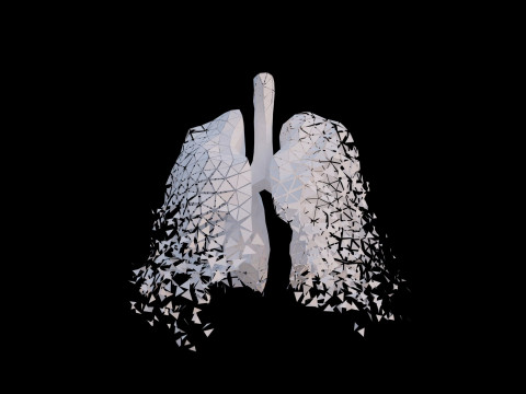 Origami human lungs unfolding growing animation 3D Model