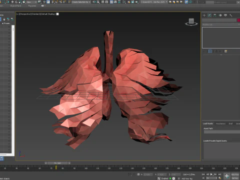 Origami human lungs unfolding growing animation 3D Model