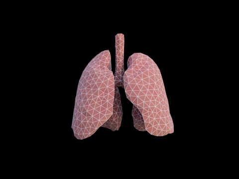 Origami human lungs unfolding growing animation 3D Model