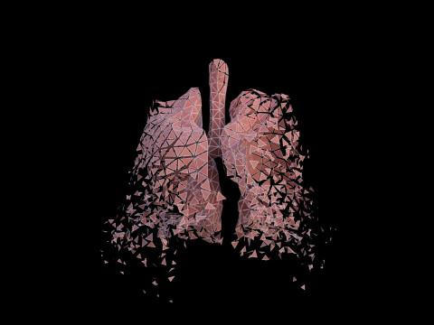 Origami human lungs unfolding growing animation 3D Model