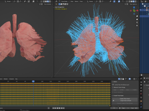 Origami human lungs unfolding growing animation 3D Model