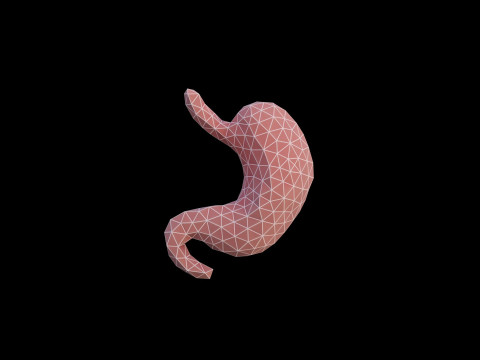 Origami human stomach unfolding growing animation 3D Model