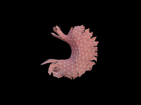 Origami human stomach unfolding growing animation 3D Model