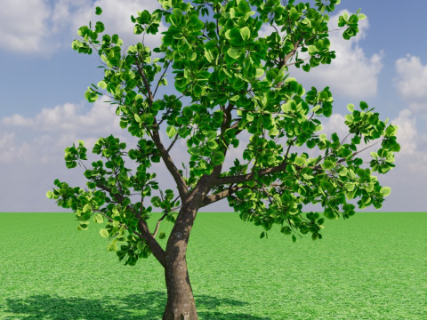 Tree1 3D Model
