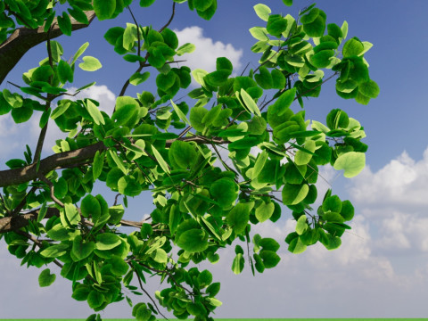 Tree1 3Dモデル
